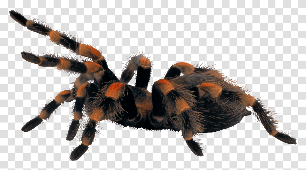 Spider, Tarantula, Insect, Invertebrate, Animal Transparent Png