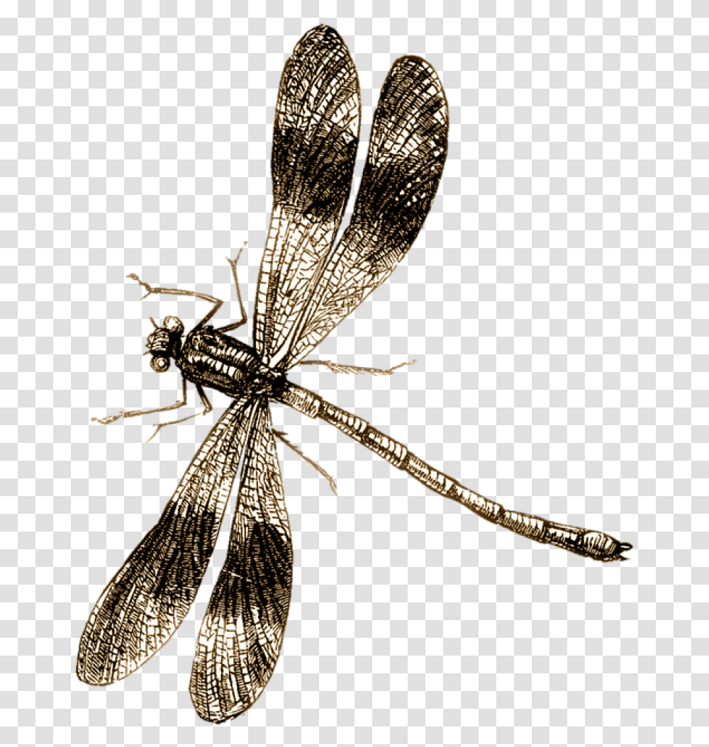 Spider Tattoo, Dragonfly, Insect, Invertebrate, Animal Transparent Png