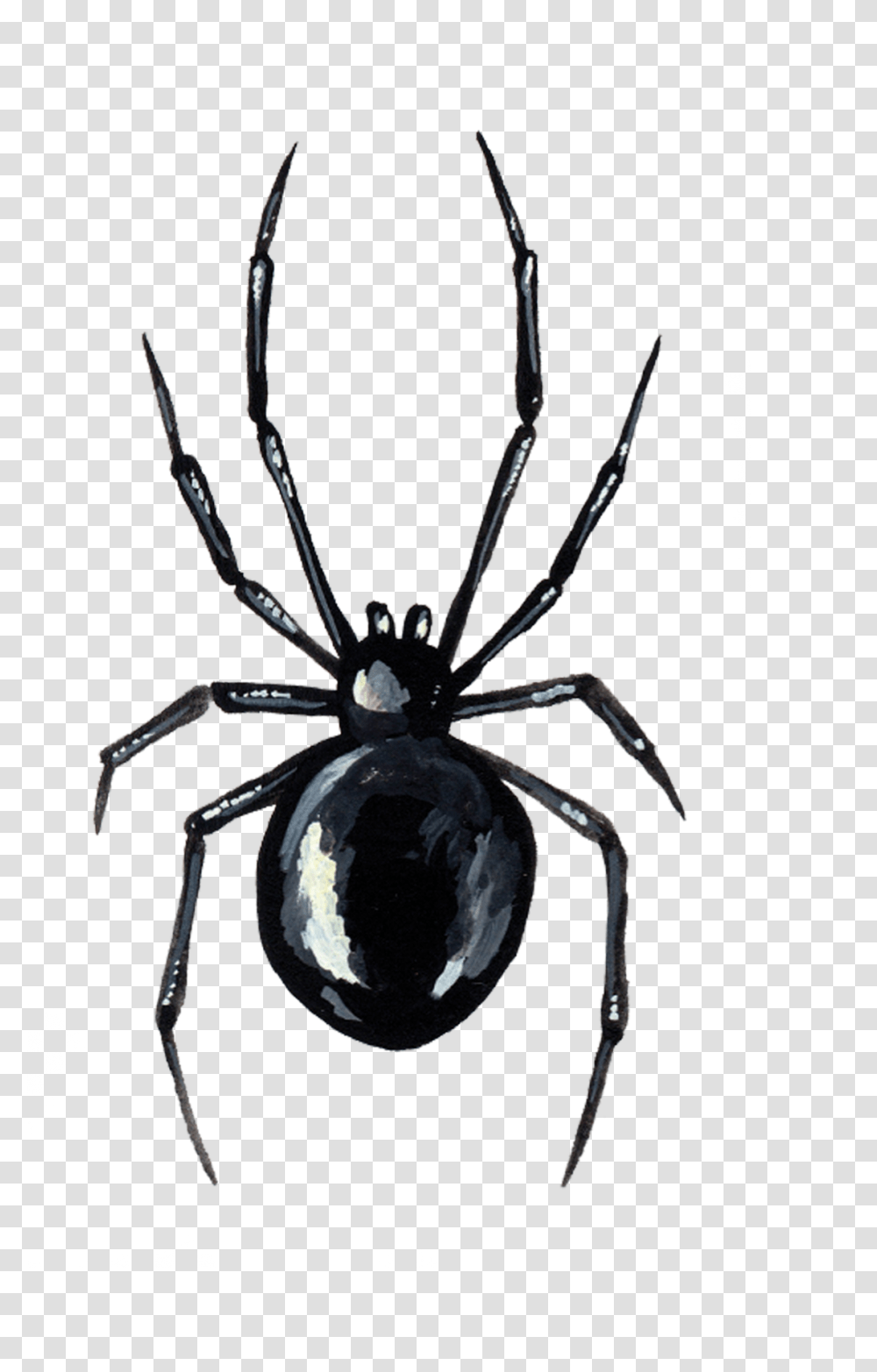 Spider Tattoo, Invertebrate, Animal, Arachnid, Black Widow Transparent Png