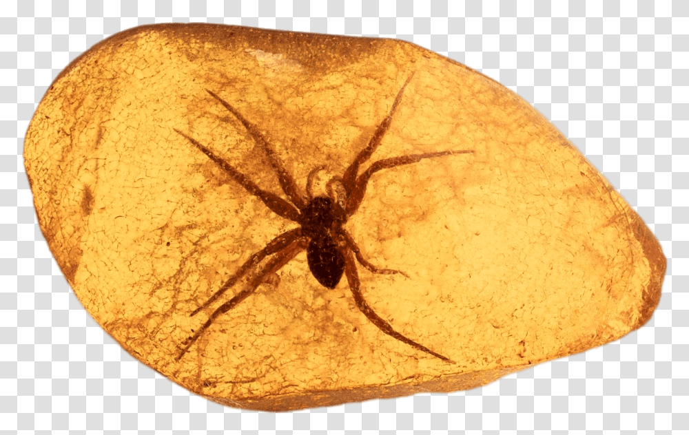 Spider Trapped In Amber Tree Sap Amber, Fossil, Insect, Invertebrate, Animal Transparent Png