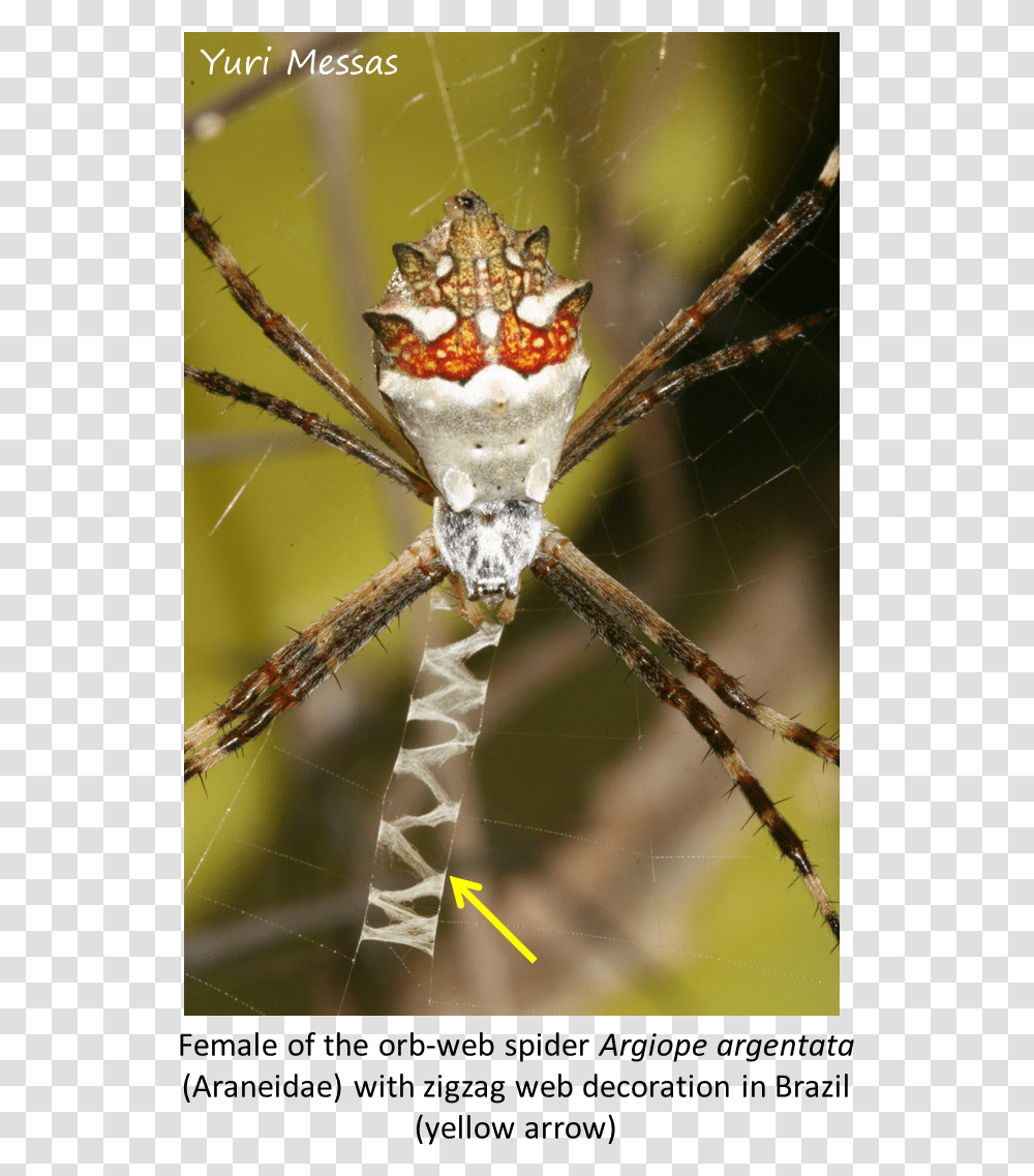 Spider Web, Argiope, Insect, Invertebrate, Animal Transparent Png