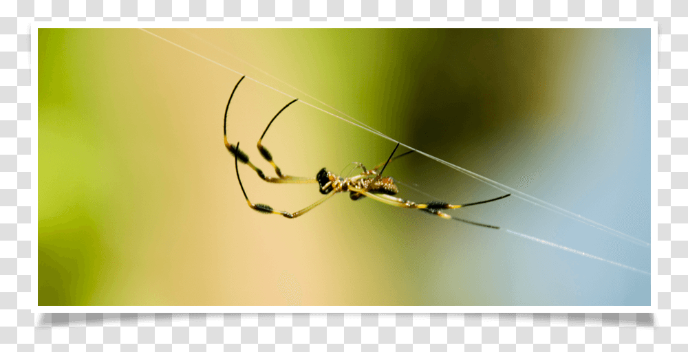 Spider Web, Insect, Invertebrate, Animal, Garden Spider Transparent Png
