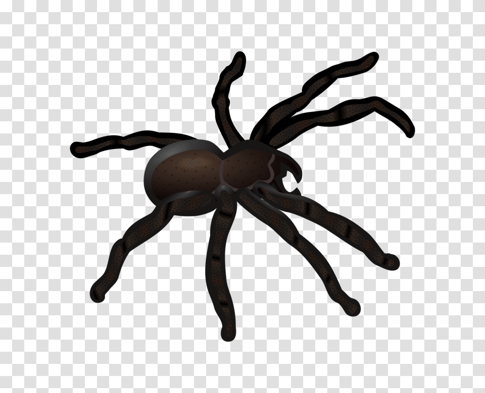 Spider Web Insect Tarantula Computer Icons, Invertebrate, Animal, Arachnid Transparent Png