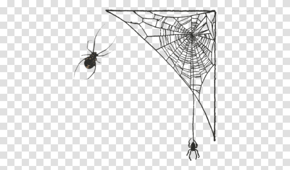 Spider Web, Invertebrate, Animal, Arachnid, Bow Transparent Png