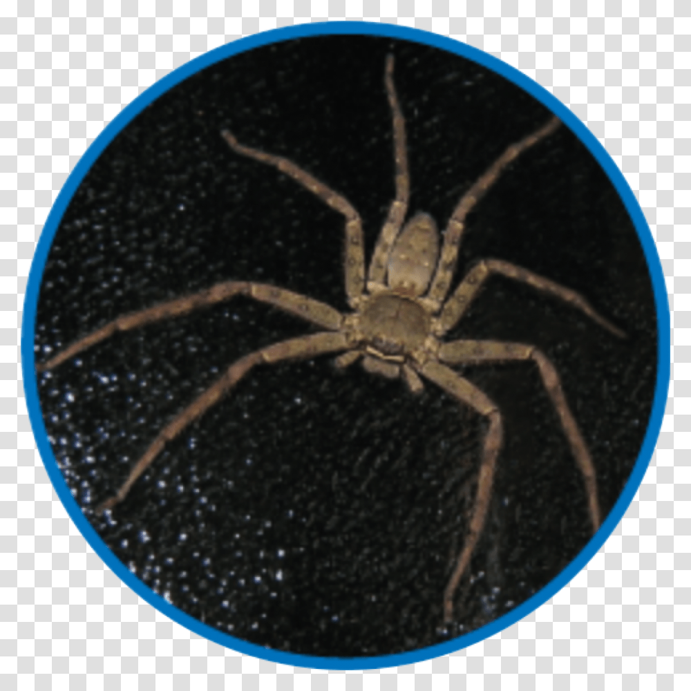 Spider Web, Invertebrate, Animal, Arachnid, Insect Transparent Png