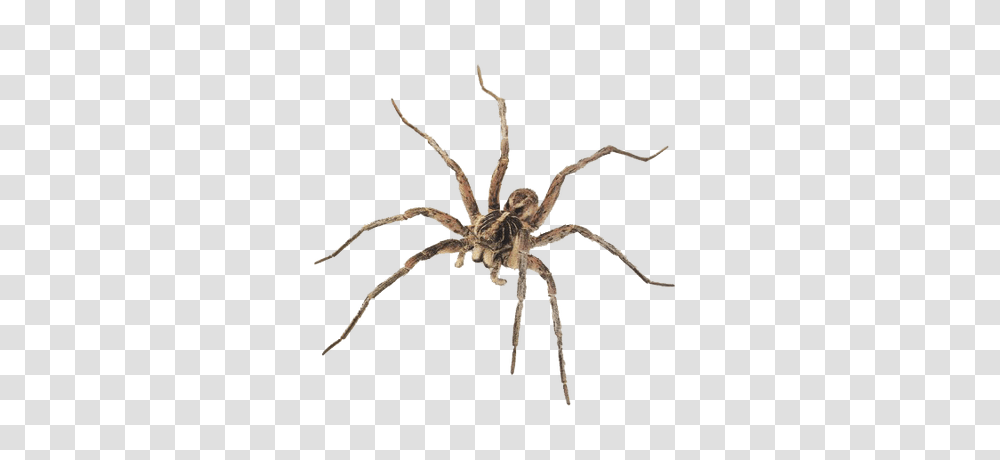 Spider Web, Invertebrate, Animal, Arachnid, Tarantula Transparent Png