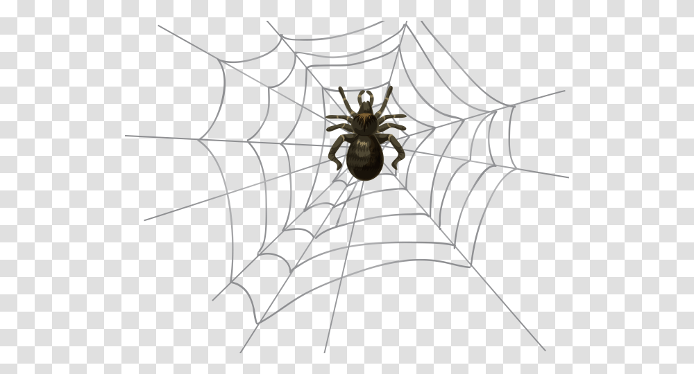 Spider Web, Invertebrate, Animal, Arachnid Transparent Png