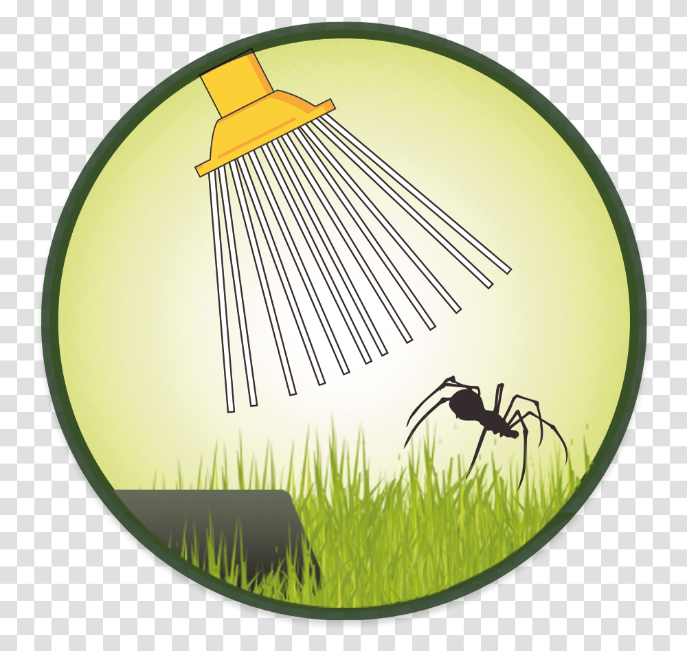 Spidercatcher Insect, Bird, Animal, Mixer, Appliance Transparent Png