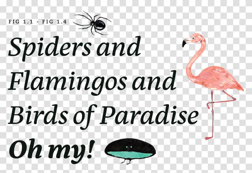 Spiders And Flamingos And Birds Of Paradise Oh My Greater Flamingo, Animal Transparent Png