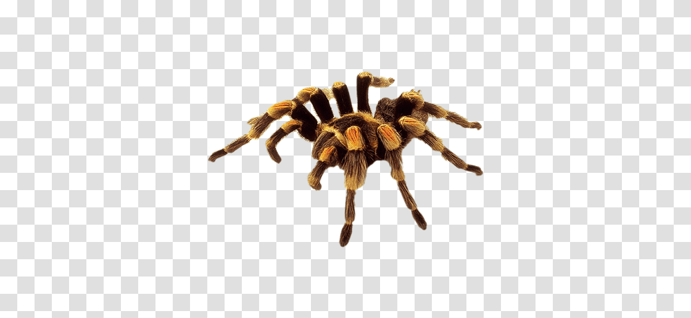 Spiders Images, Invertebrate, Animal, Arachnid, Tarantula Transparent Png