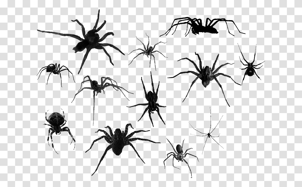 Spiders Spider Creepy Tumblr Goth Freetoedit Spiders, Invertebrate, Animal, Insect, Stencil Transparent Png