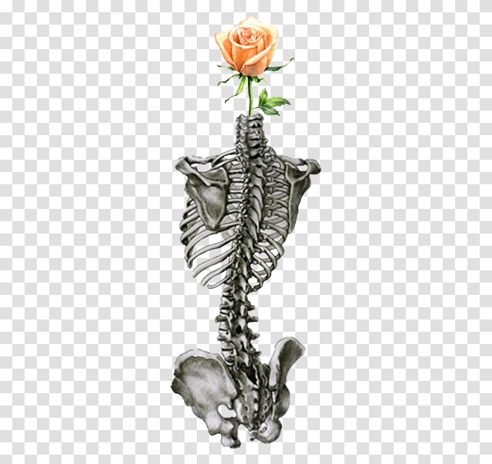 Spin Of Human Body, Skeleton, Rose, Flower, Plant Transparent Png