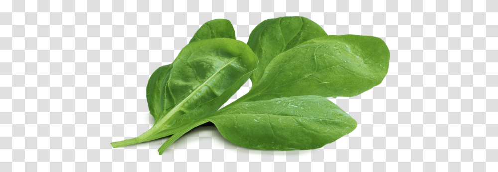 Spinach Baby Spinach, Leaf, Plant, Vegetable, Food Transparent Png