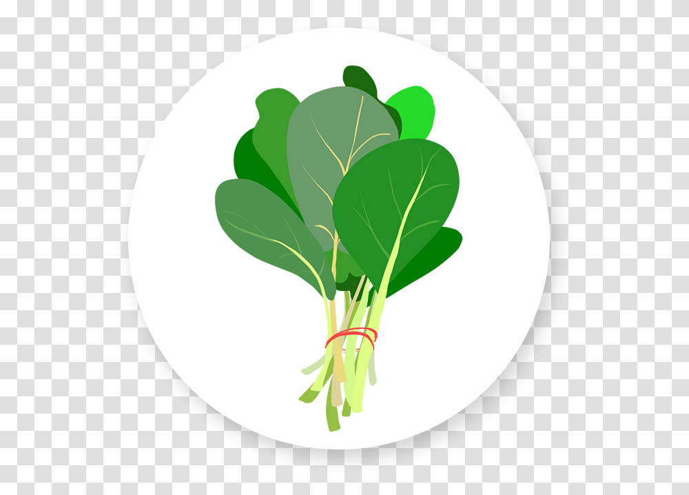 Spinach Chard, Plant, Vegetable, Food, Produce Transparent Png