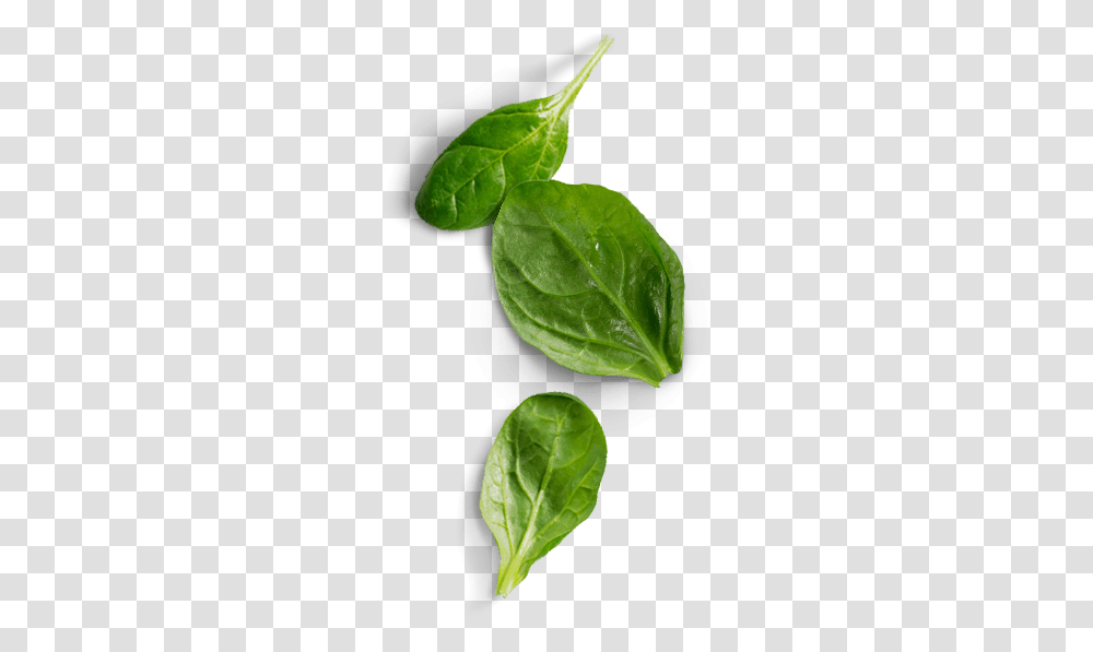 Spinach Image Hd Spinach, Leaf, Plant, Vegetable, Food Transparent Png