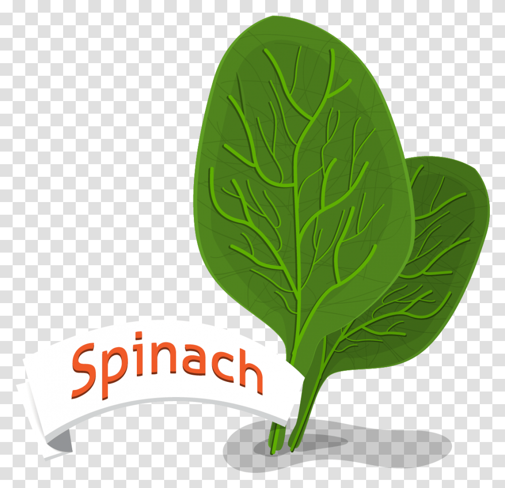 Spinach Leaf, Plant, Potted Plant, Vase, Jar Transparent Png