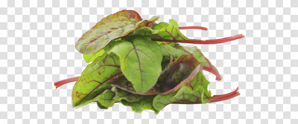 Spinach Leaf, Plant, Vegetable, Food, Produce Transparent Png