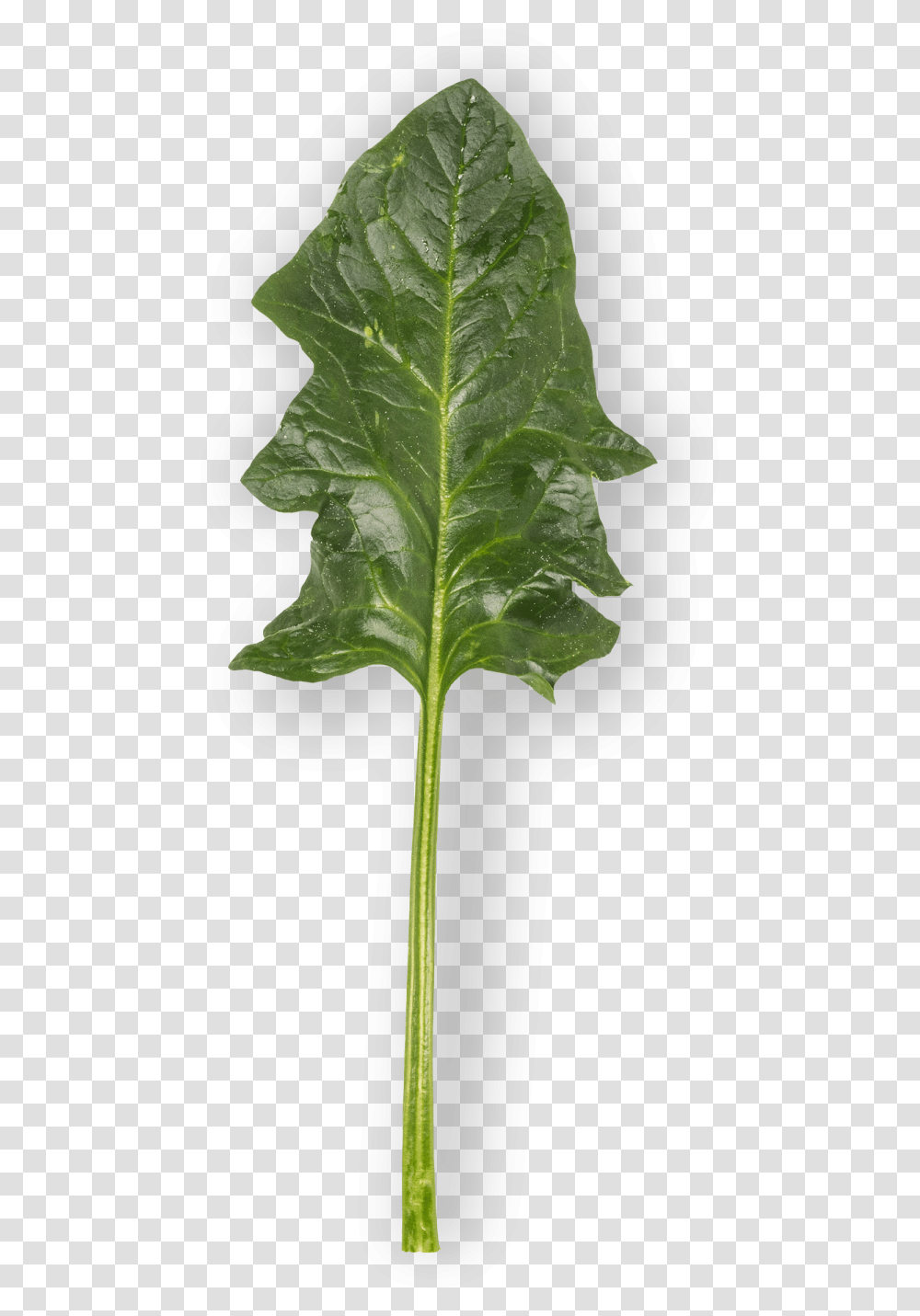 Spinach Leaf, Plant, Vegetable, Food, Tobacco Transparent Png