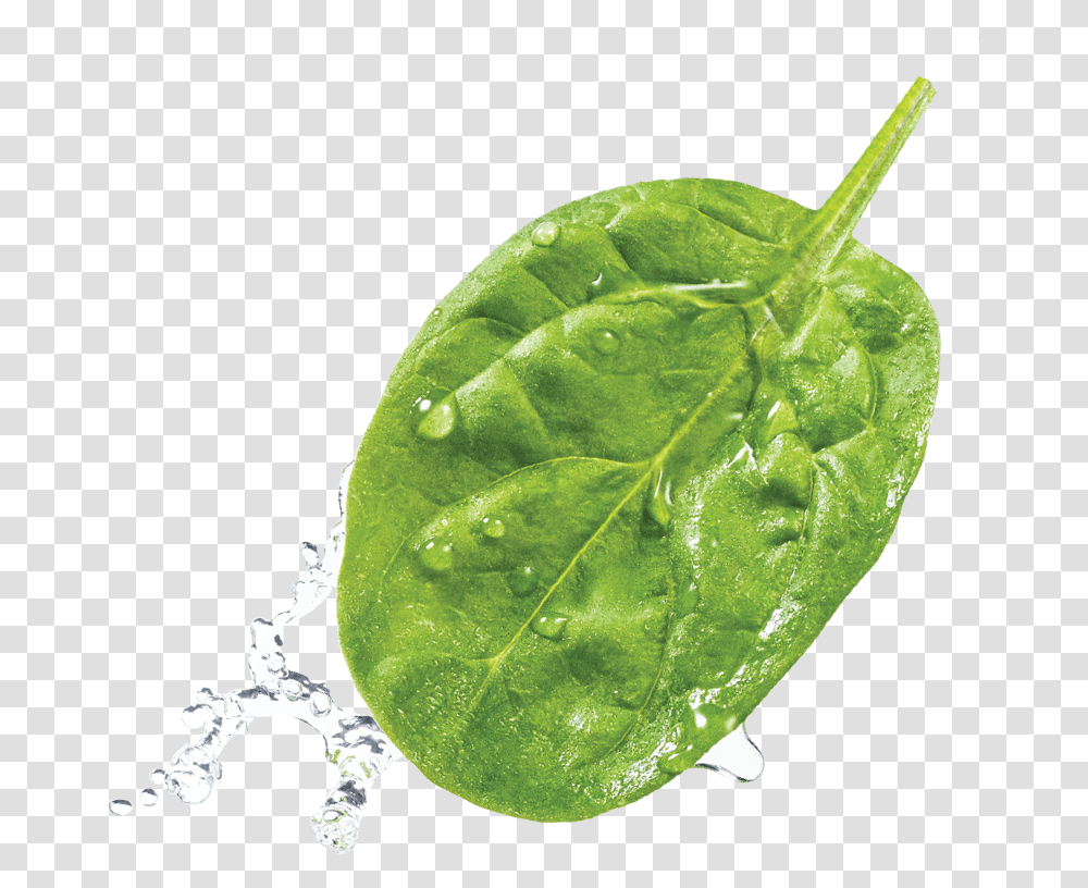 Spinach Leaf, Plant, Vegetable, Food, Veins Transparent Png