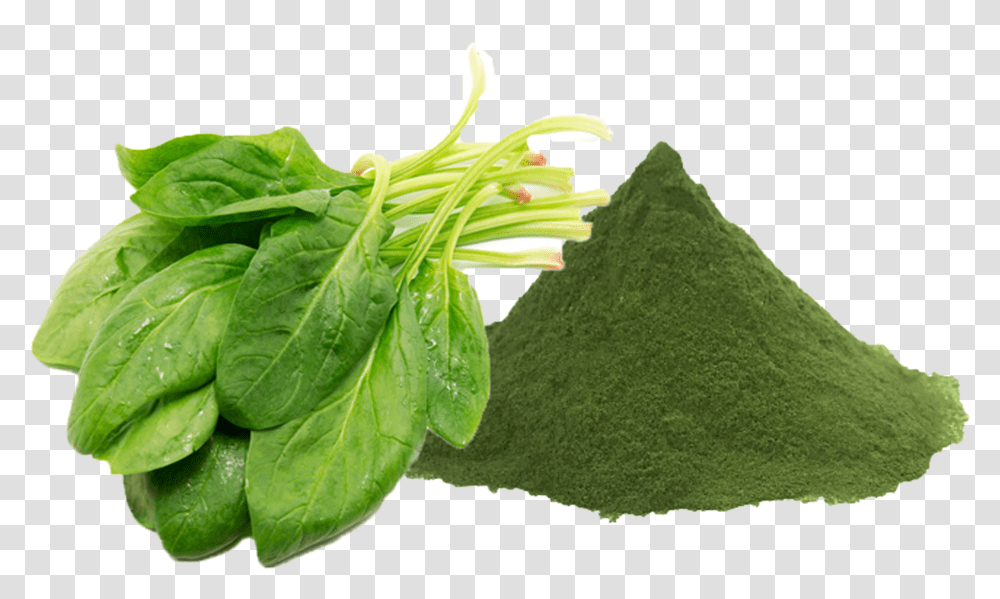 Spinach Leaf Transparent Png