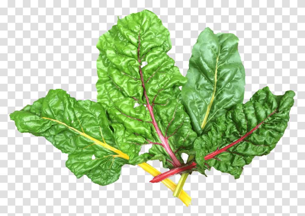 Spinach Leaf Transparent Png
