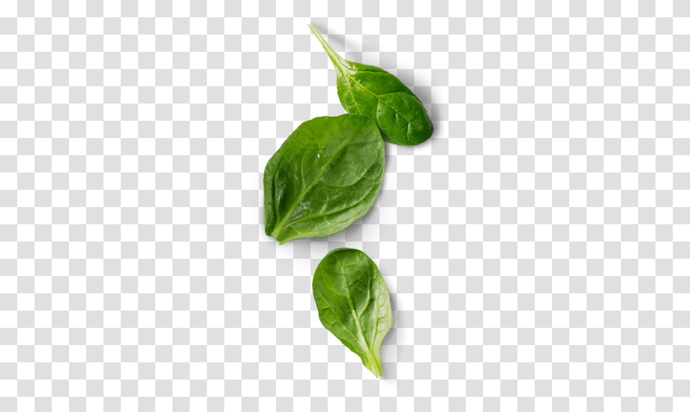 Spinach Leaf, Vegetable, Plant, Food Transparent Png