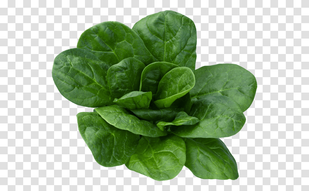 Spinach Leaf, Vegetable, Plant, Food Transparent Png