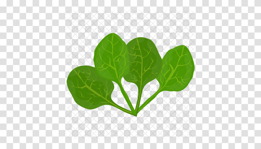 Spinach Leaves Icon Illustration, Plant, Vegetable, Food, Lettuce Transparent Png