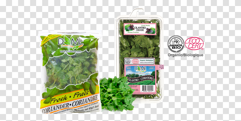 Spinach, Plant, Lettuce, Vegetable, Food Transparent Png