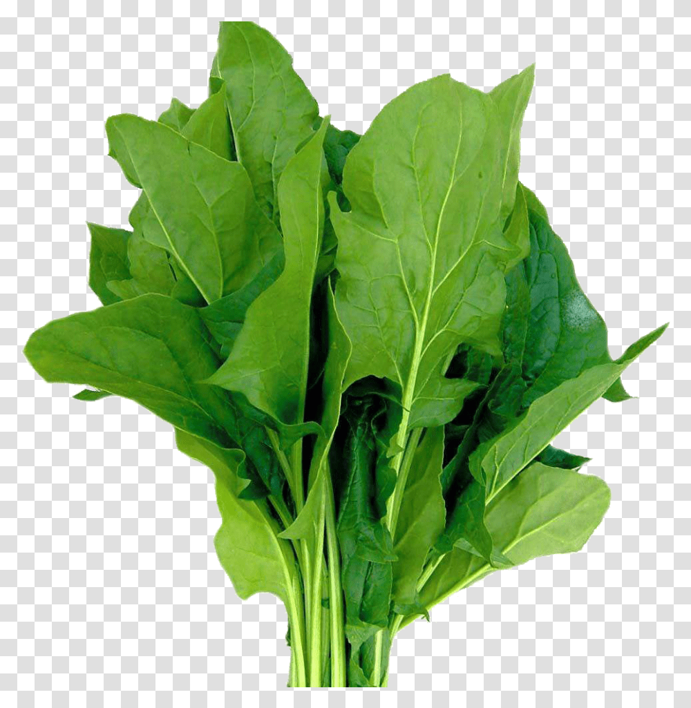 Spinach, Plant, Vegetable, Food, Produce Transparent Png