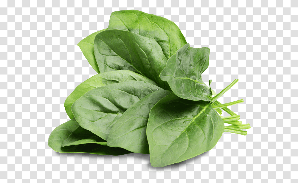 Spinach Rabbit, Plant, Vegetable, Food, Leaf Transparent Png