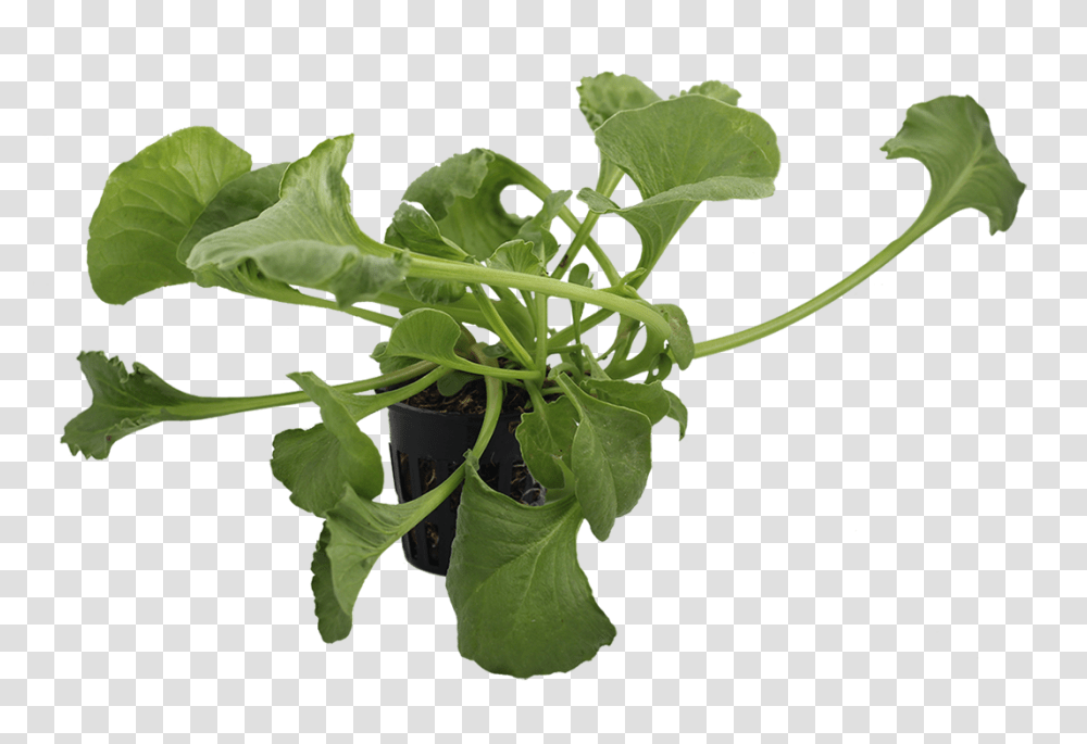 Spinach Small Citygreens, Plant, Leaf, Food, Vegetable Transparent Png