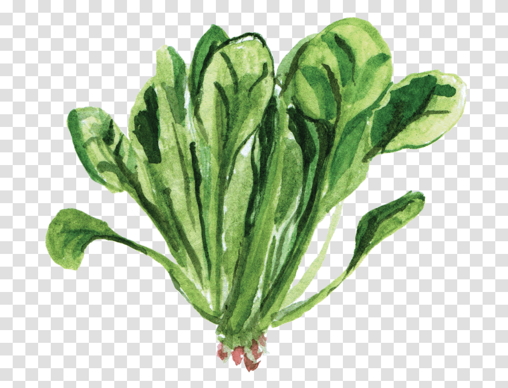 Spinach Spinach Watercolor, Plant, Vegetable, Food, Leaf Transparent Png