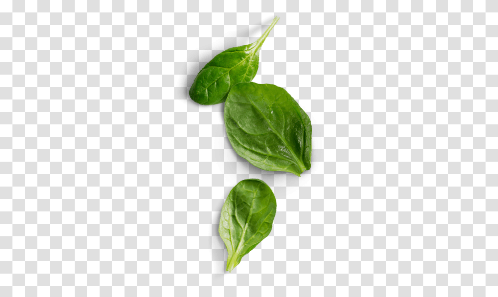 Spinach, Vegetable, Leaf, Plant, Food Transparent Png