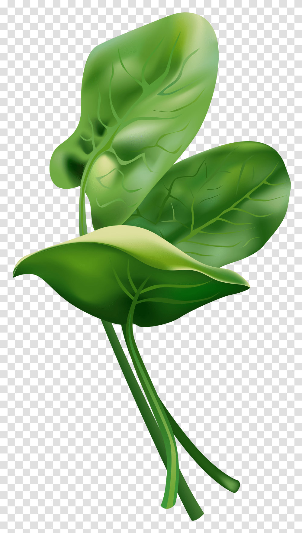 Spinach, Vegetable, Leaf, Plant, Green Transparent Png