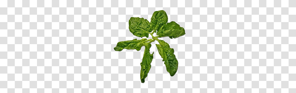 Spinach, Vegetable, Leaf, Plant, Potted Plant Transparent Png