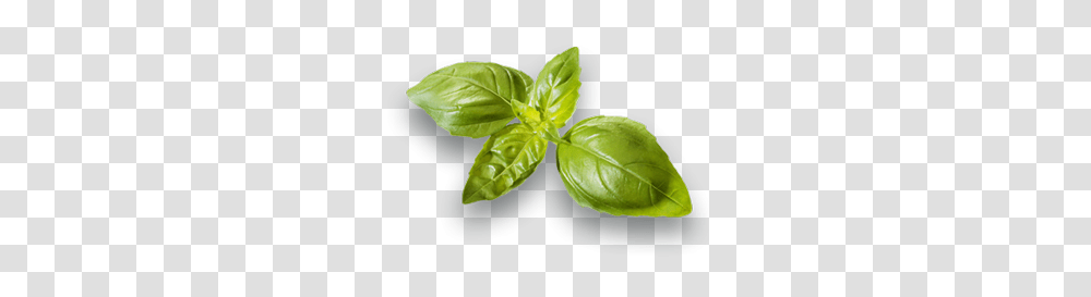 Spinach, Vegetable, Leaf, Plant, Potted Plant Transparent Png