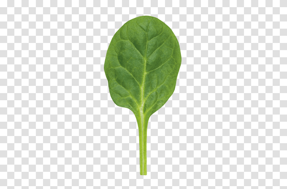 Spinach, Vegetable, Plant, Food, Bird Transparent Png