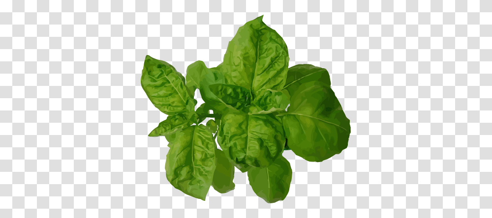 Spinach, Vegetable, Plant, Food, Leaf Transparent Png