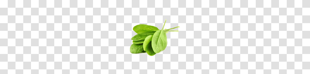 Spinach, Vegetable, Plant, Food, Leaf Transparent Png