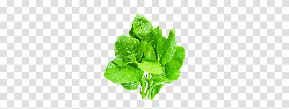 Spinach, Vegetable, Plant, Food, Leaf Transparent Png