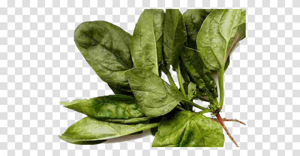 Spinach, Vegetable, Plant, Food, Leaf Transparent Png