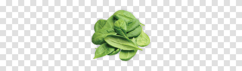 Spinach, Vegetable, Plant, Food, Leaf Transparent Png