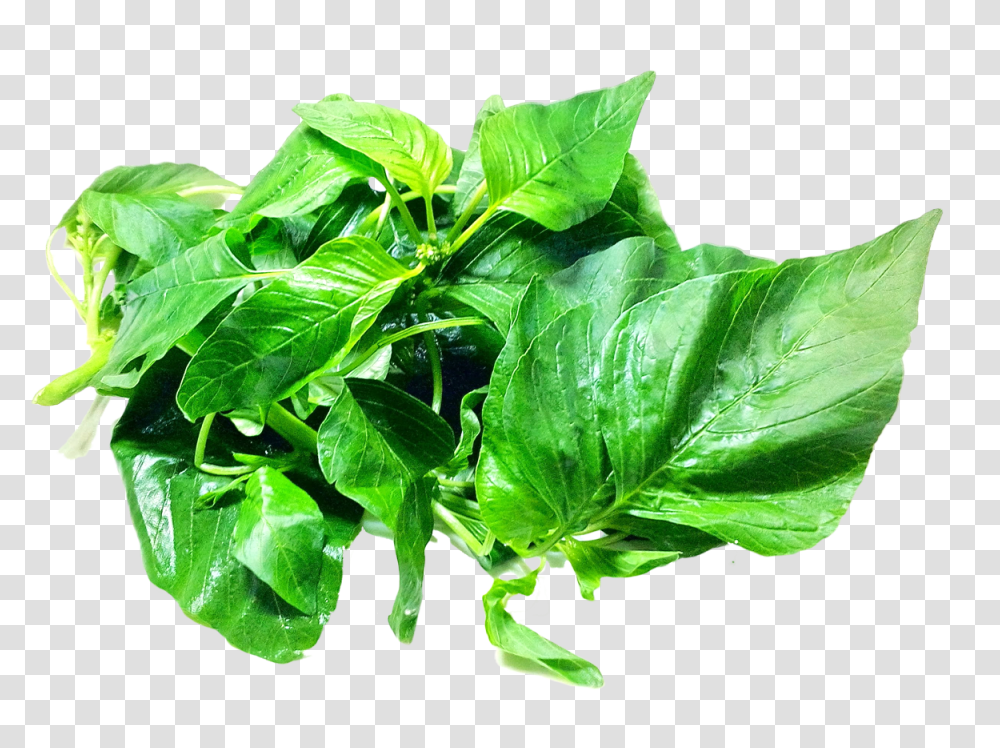 Spinach, Vegetable, Plant, Food, Leaf Transparent Png