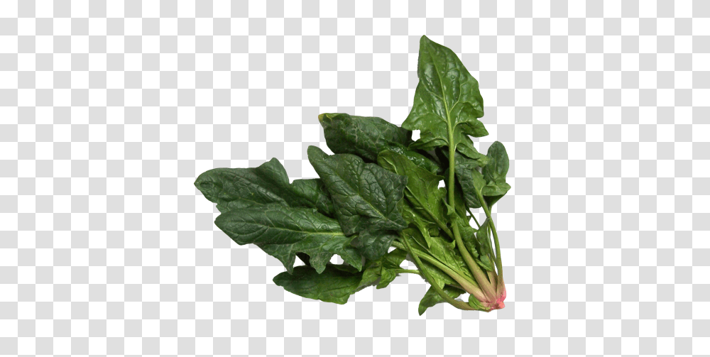 Spinach, Vegetable, Plant, Food, Leaf Transparent Png