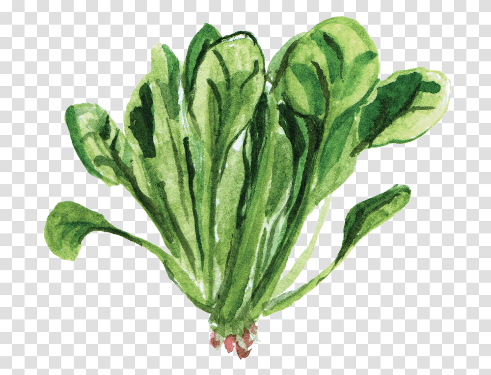 Spinach, Vegetable, Plant, Food, Pineapple Transparent Png