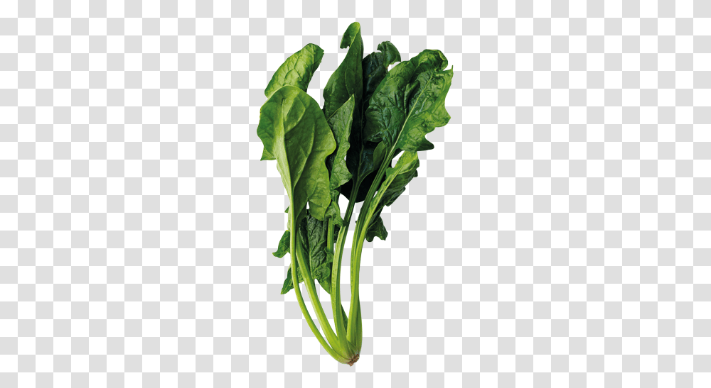 Spinach, Vegetable, Plant, Food, Produce Transparent Png