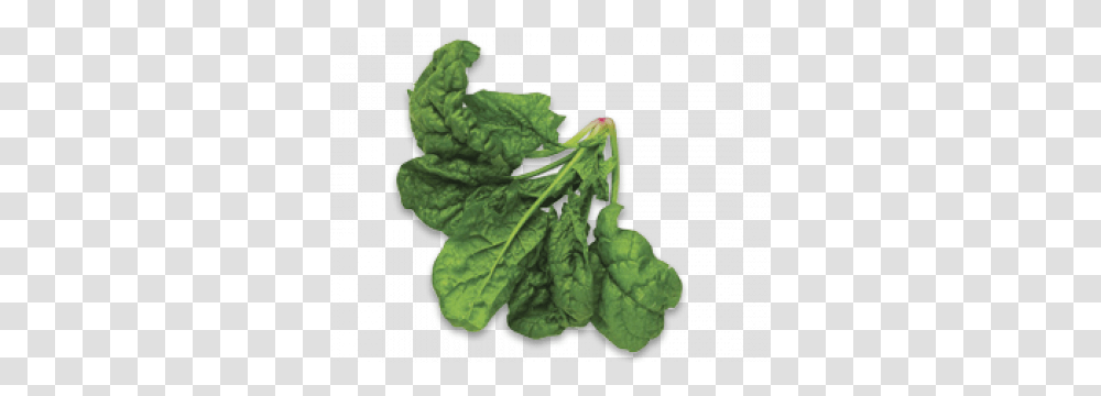 Spinach, Vegetable, Plant, Food, Produce Transparent Png