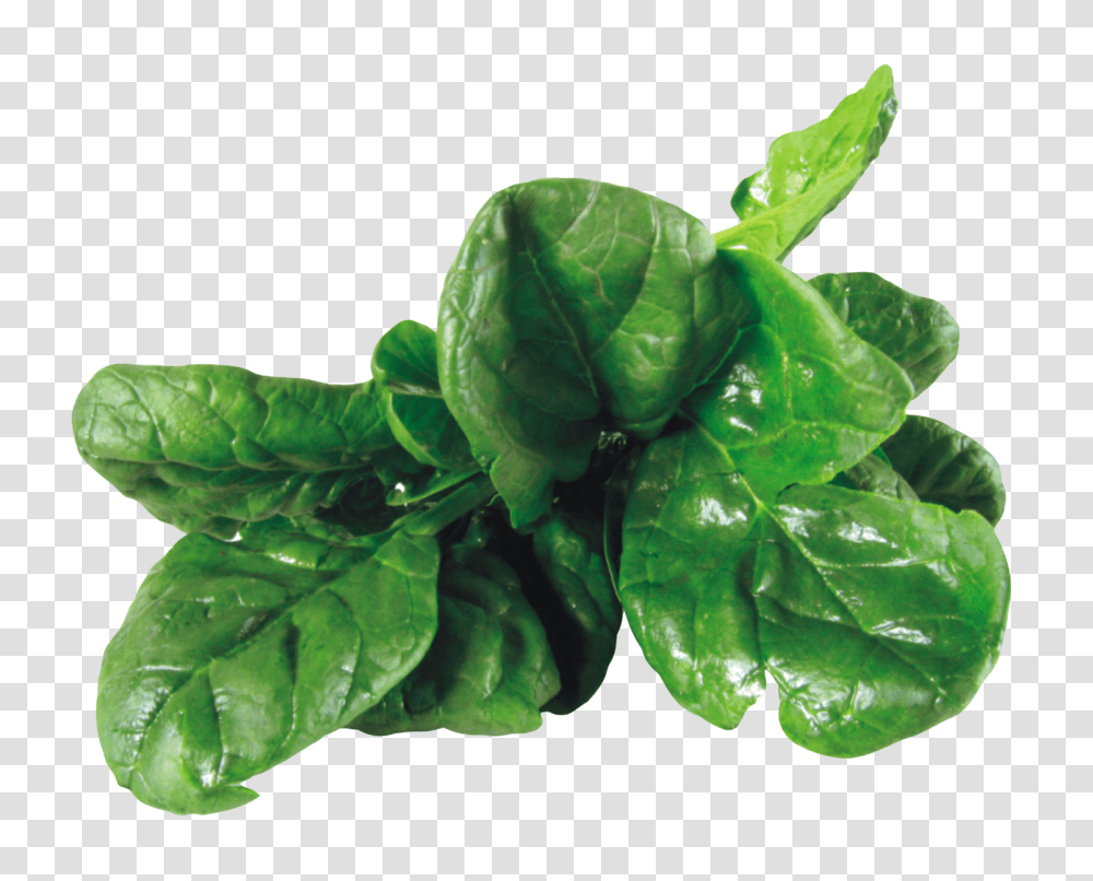 Spinach, Vegetable, Plant, Food Transparent Png