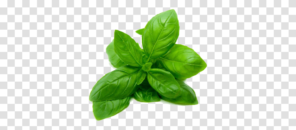 Spinach, Vegetable, Potted Plant, Vase, Jar Transparent Png